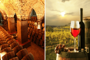 From Ancient Vines to Modern Wines: A Journey Through History and Culture